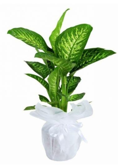 Dieffenbachia (Tropic)